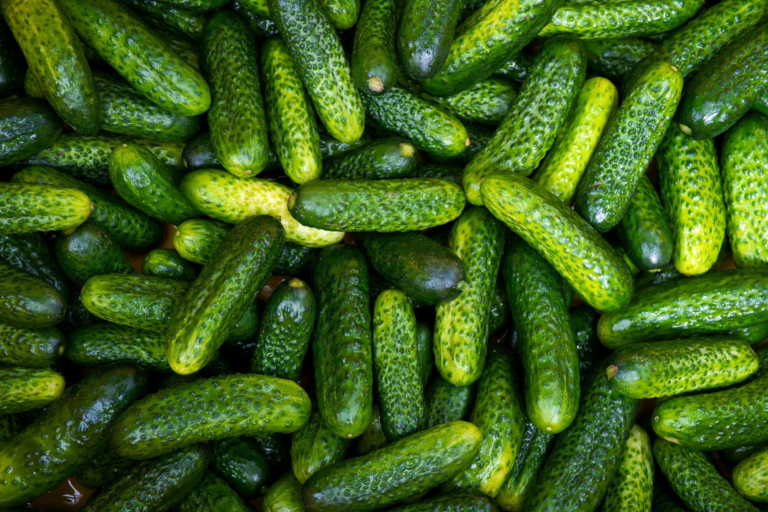 A lot of fresh pickling cucumbers ready to make pickles.